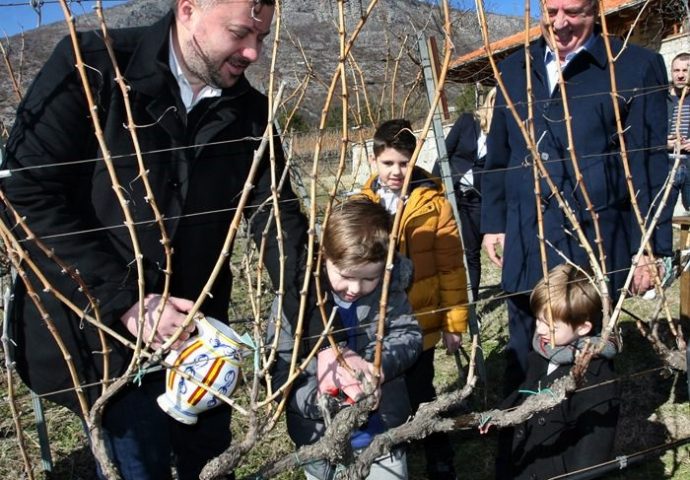 Orezani prvi čokoti u Carskim vinogradima kod porodice Vukoje