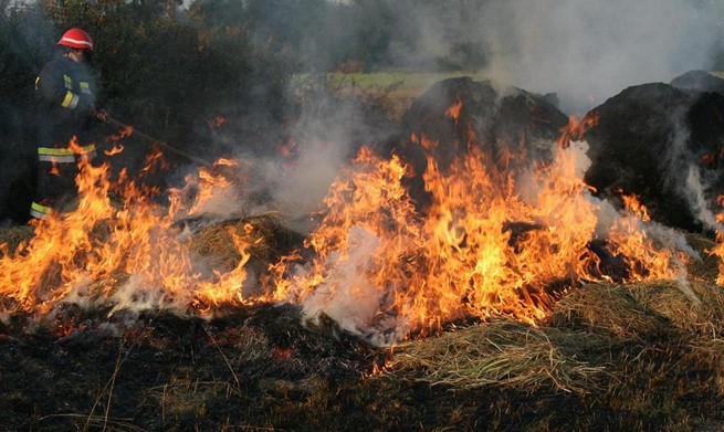 Gore minska polja u Trebinjskoj šumi