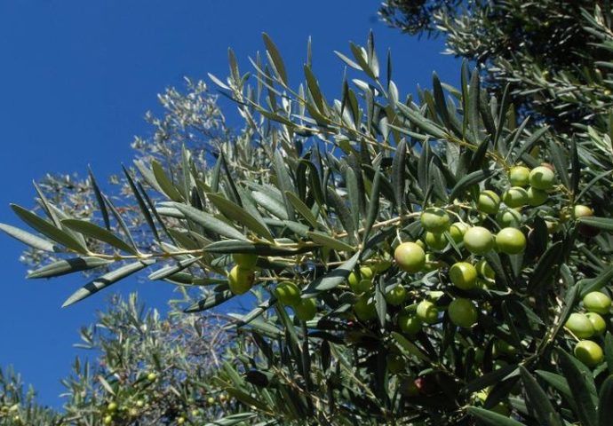 Krš, sunce i vjetrovi daju masline visokog kvaliteta – Hercegovina bi uskoro mogla primijeniti iskustva Španije u maslinarstvu