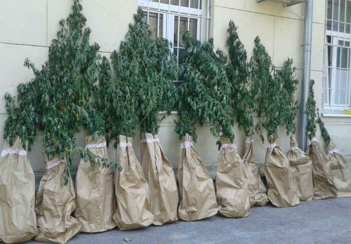 Kod dva Trebinjca pronadjena marihuana