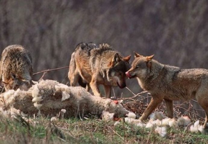 Vukovi kolju ovce po gatačkim selima