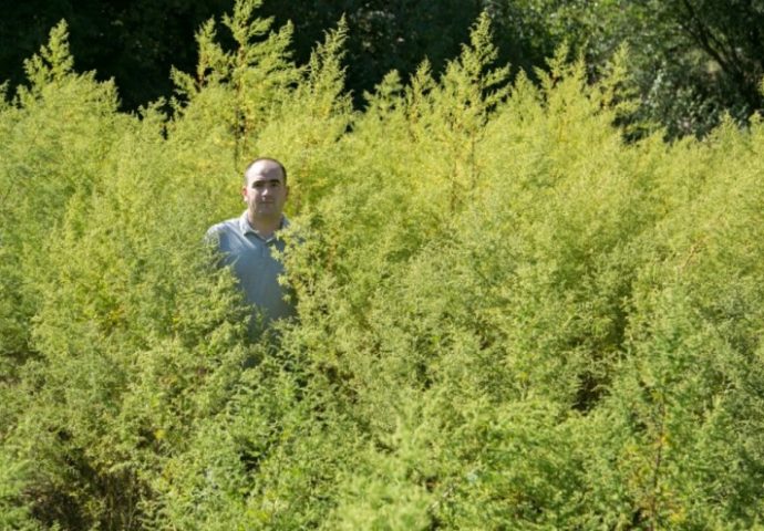 Petar Mihić iz Ljubinja uzgaja slatki pelin- biljku koja liječi
