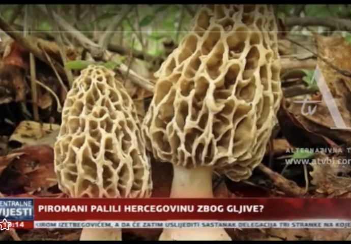 VIDEO: Piromani pale po Hercegovini zbog gljive
