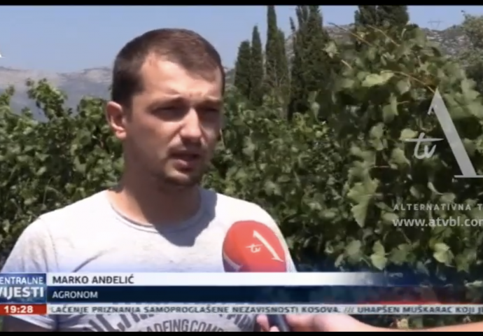 VIDEO: Groždje u Hercegovini i ove godine odličnog kvaliteta