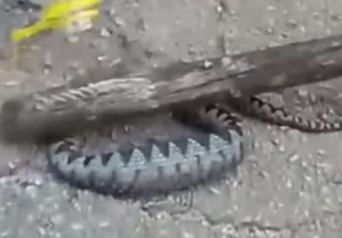 Video: Hercegovac uhvatio poskoka i drži ga kao kućnog ljubimca