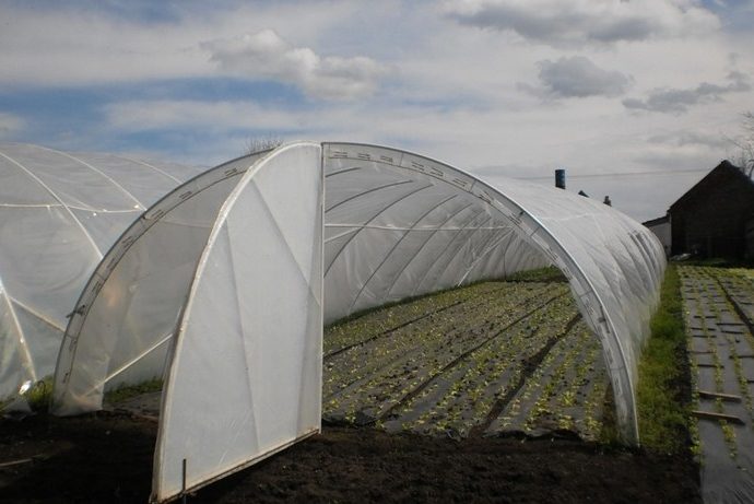 U poljoprivredu uloženo 1.200.000 KM iz gradskog budžeta