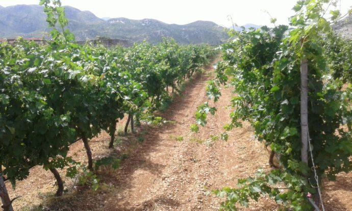 Počela berba žilavke – Rod veći za 30 %