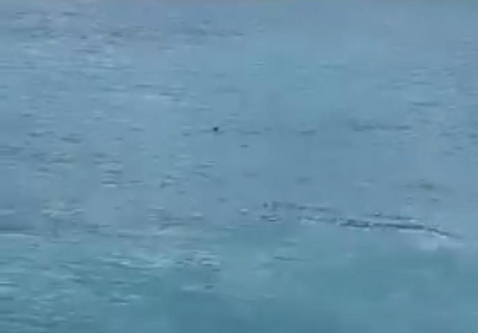U moru u Dubrovniku snimljena ajkula, kupači u strahu, stigla policija (Video)