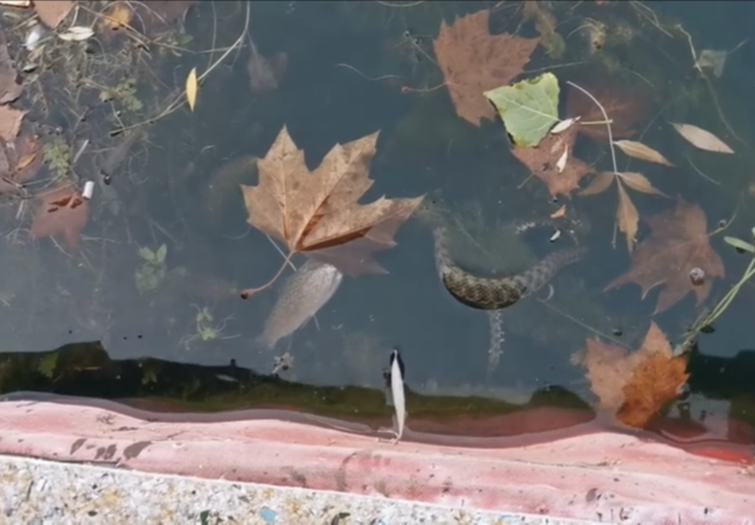 VIDEO: Zmija lovi ribu u Trebišnjici