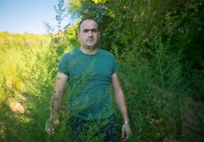 Spas od korone traže u pelinu