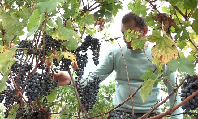 Hercegovački vinogradari zadovoljni kvalitetom i prinosom