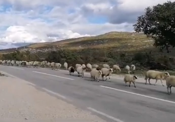 VIDEO: Hiljade ovaca i koza na magistrali Bileća – Gacko