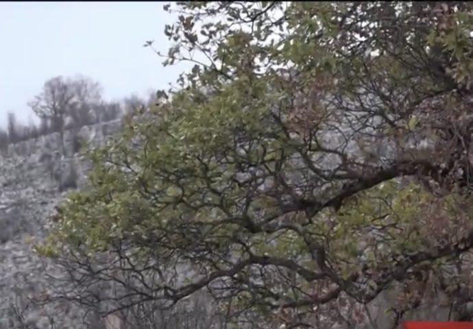 VIDEO: Savin dub – Vijekovima star a uvijek zelen