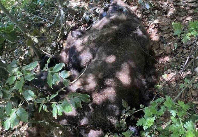 U posebnom lovištu kod Gacka ubijen Medo Maglić, Interventni tim zgrožen