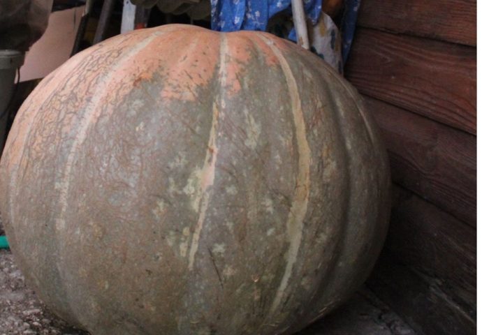Porodica Mumalo iz Ljubomira uzgojila tikvu tešku oko 60 kilograma