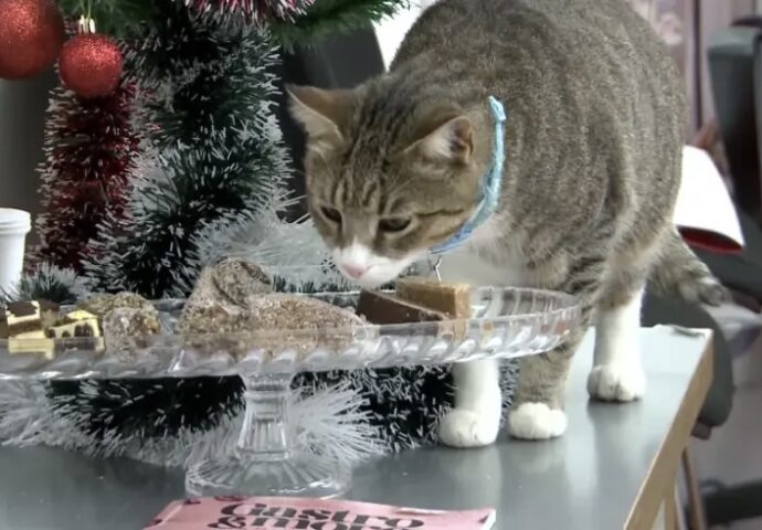 Simbol komšiluka: Mačak Boro mami osmijehe gdje god se pojavi