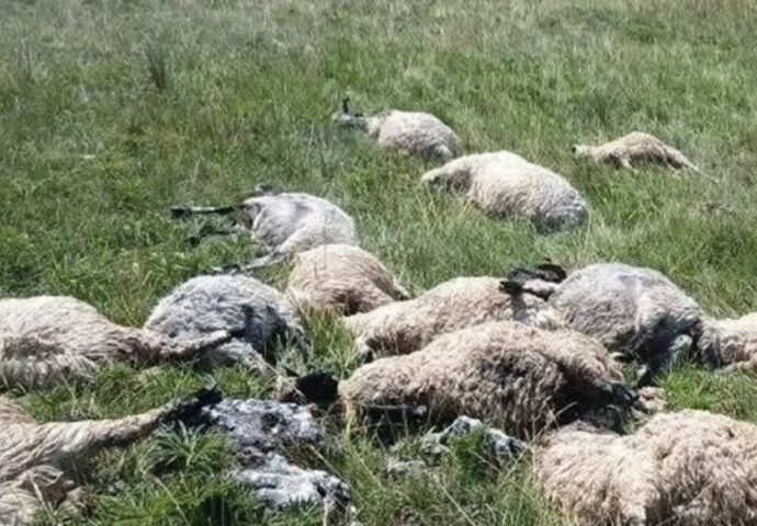 Potresne scene nakon oluje: Grom usmrtio cijelo stado ovaca